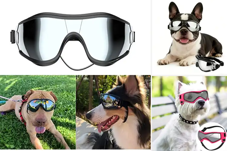 Detailed view of Best Pet Sunglasses For Outdoor Use